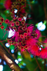 Red rose apple fruit flowers are blooming on tree branches. Also know as jambu air Merah (Syzygium aqueum), jambu Semarang (Syzygium samarangense), Jambu Bol, or Malay Apple (Syzygium malaccense)