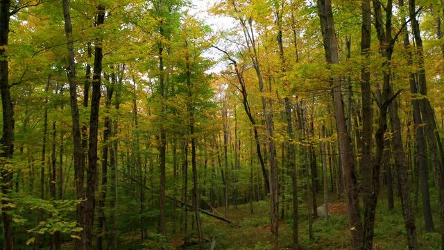 tracking backward through autumn forest in the Catskills