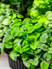 greens and sprouts for vegetarian salads