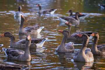 Greylag Geese in a pond in Central Park, Furth, Germany, during autumn season