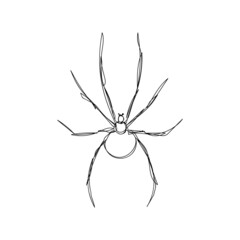 Spider one line art. Continuous line drawing of halloween theme, gothic, arthropod, horrible, scary, black widow, karakurt, tarantula.
