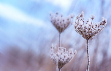 Frosting of ice flakes. Snowflakes on yellow grass. Snow background. Grass drift on snow.