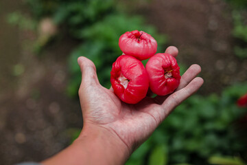 Fresh ripe red rose apples hanging on hand. Also know as jambu air Merah (Syzygium aqueum), jambu Semarang (Syzygium samarangense), Jambu Bol, or Malay Apple (Syzygium malaccense)