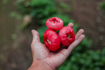 Fresh ripe red rose apples hanging on hand. Also know as jambu air Merah (Syzygium aqueum), jambu...