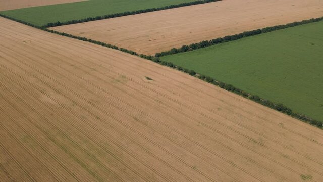 aerial view of the field with different crops. drone flight over wheat and corn crops, 4K image.