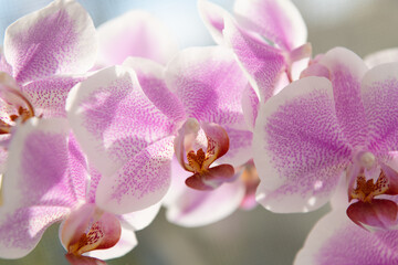 flora and nature closeup. violet orchid flower. macro beautiful orchid flower purple