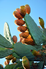 Detail of prickly pear plants with fruits.