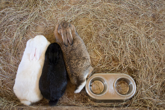 Rabbits