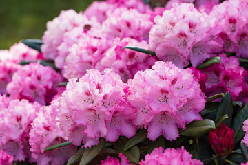 Pink Rhododendron flowering bush in the spring garden.