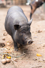 Wild boar walks through the outdoors. Pig grunts