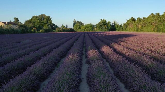 Champ de lavande en Provence