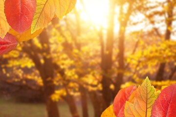 Beautiful autumn landscape with colored trees and sun. Colorful foliage in the park.