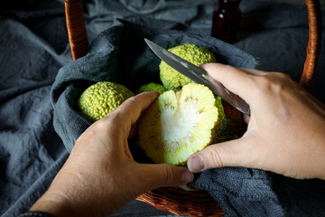 Women's hands sliting the fruits of Osage Orange Maclura pomifera. The use of maclure in...
