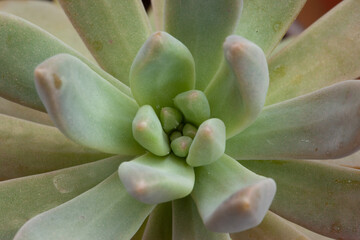 Light green succulent rosette with thick funny leaves, close-up. Composition of colorful variety of sedum plant. High quality photo