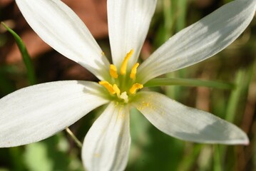 Fototapeta premium White rain lily flowers. Amaryllidaceae bulbous plats. Flowering time is from July to September. 