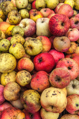 Allassac (Corrèze, France) - Pommes bio colorées sans traitement
