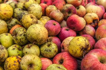 Allassac (Corrèze, France) - Pommes bio colorées sans traitement