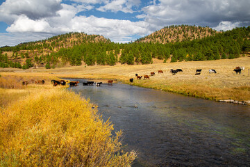 Fototapeta na wymiar landscape with river and cows