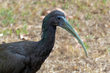 A Green Ibis also known as Coró-Coró or Southern Ibis is a large bird typical of South America. Species Mesembrinibis cayennensis. Birdwatching.