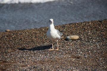 A seagull walks along the seashore. The tide line. Sea pebbles. Photo of a bird. Ornithology.