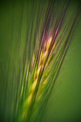 Grass macro - Wheat Stalk