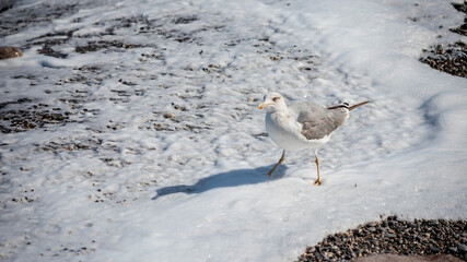 A seagull walks along the seashore. The tide line. Sea pebbles.