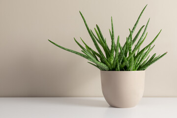 Aloe vera in pot on beige wall background. Front view. 