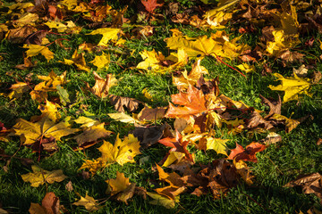 Yellow leaves on green grass in autumn