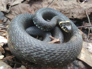 snake, reptile, animal, nature, wildlife, grass, viper, black, wild, serpent, scale, adder, snakes, reptiles, danger, venomous, scales, grass-snake, pattern, forest, white, water, animals, natrix
