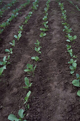 Even rows of young cabbage stretching into the distance on the field. Farm field with young cabbage. Vegetable growing without chemical fertilizers. Vertical orientation