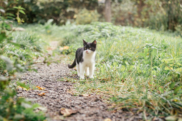 Small black and white kitten 4 months old walks along path, among blurred green grass