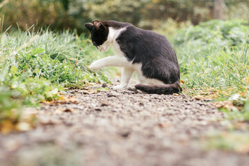 Small black and white kitten 4 months old sits on path and licks its paw, among blurred green grass