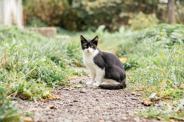 Obraz premium Small black and white kitten 4 months old sits on path, among blurred green grass