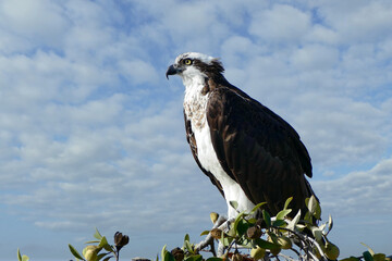 profile of western osprey perched on a high branch overlooking the coastline