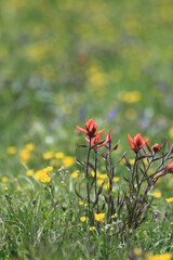 Paintbrush Flowers frame
