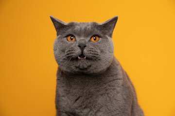 blue british shorthair cat with orange eyes portrait with mouth open on yellow background