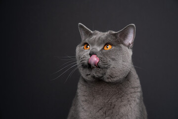 blue british shorthair cat licking lips looking up to the side hungry on black background with copy...