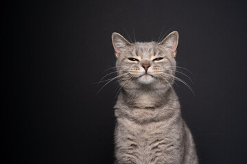 cute funny tabby british shorthair cat looking suspiciously at camera portrait on black background...