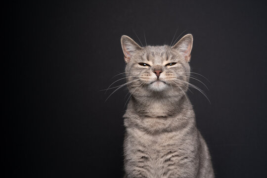 cute funny tabby british shorthair cat looking suspiciously at camera portrait on black background with copy space