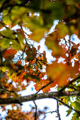 Leaves in colorful autumn colors