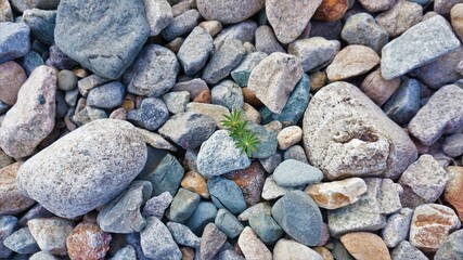 Planta creciendo entre rocas de diversos tamaños