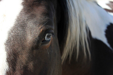 Bay Paint Horse with Blue Eye Close-up