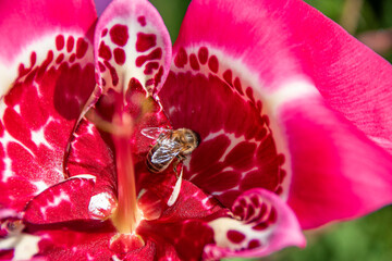 A bee is busy pollinating a hot pink flower in a lush garden on a bright sunny day.