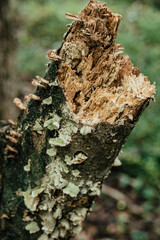 Broken Tree Texture