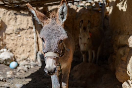 Burro en el establo mirando fijamente a la c&aacute;mara.
Donkey in the stable staring at the camera.