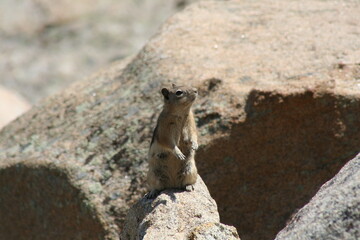 Cute Chipmunk on rock