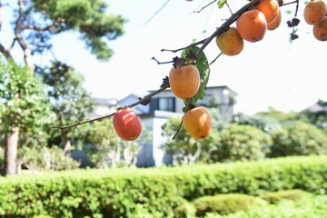 Japanese persimmon fruits. Ebenaceae fruit tree. Fruits are rich in vitamins and dietary fiber. 