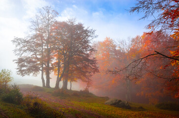 Golden forest with fog and warm light