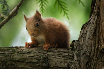 Naklejka na ściany i meble cute squirrel sits on a thick branch and looks down curiously