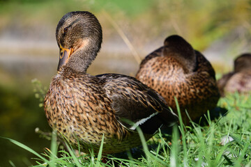 Several brown ducks sit one behind the other on the edge of a meadow. The foremost duck stretches its neck up and cleans its plumage